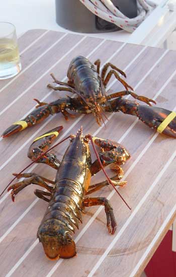 lobsters on deck